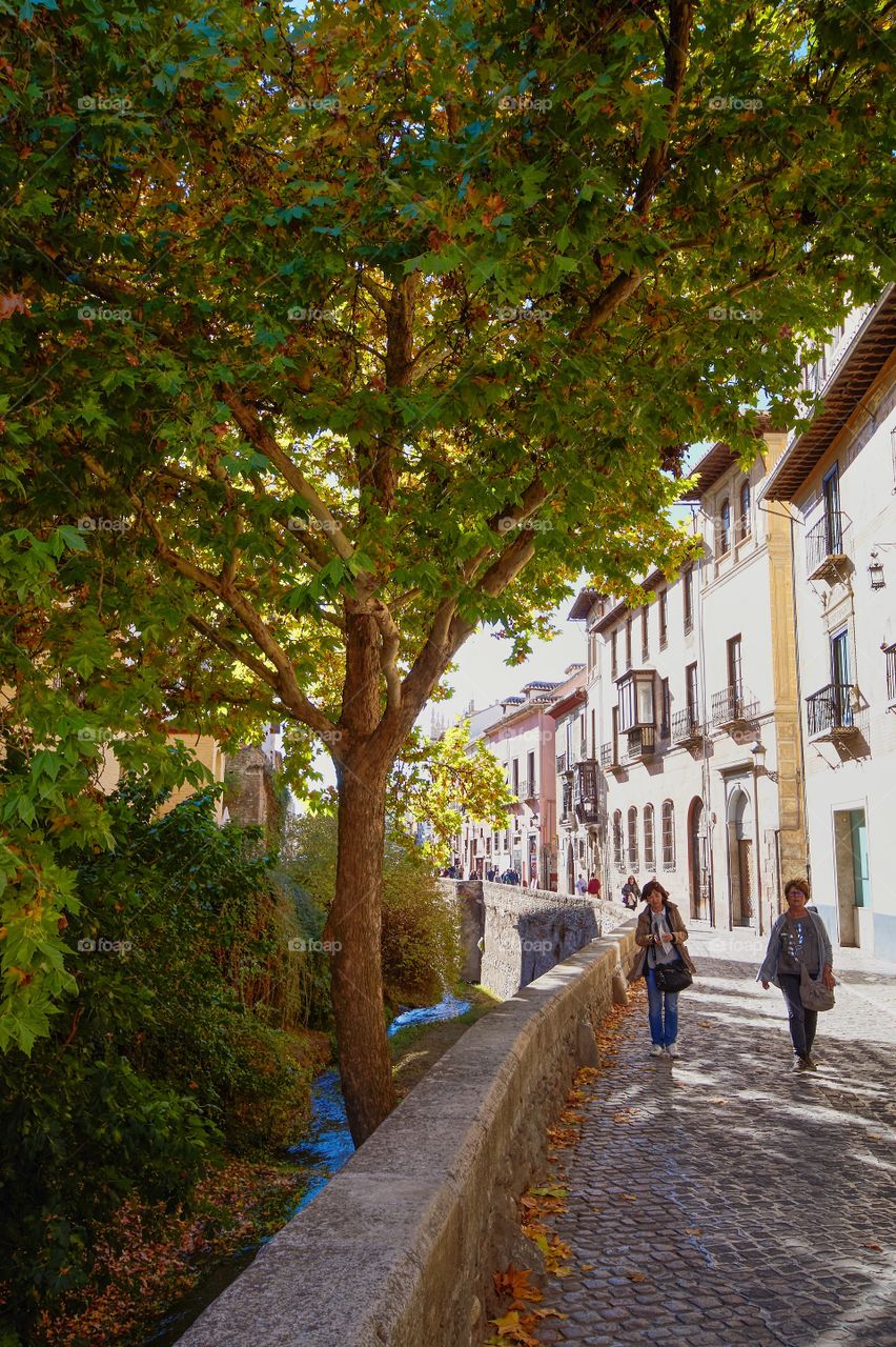 No Person, Tree, Outdoors, Road, Alley