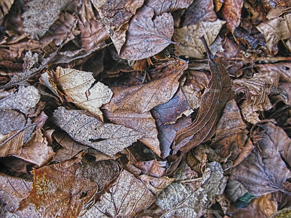 Leaf litter