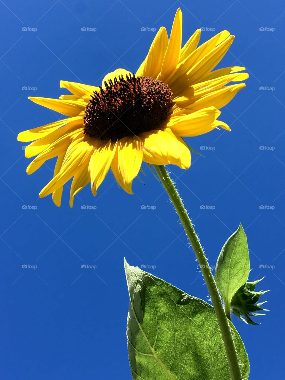 Long stem, bright yellow, blue sky, happy sunflower with bees.