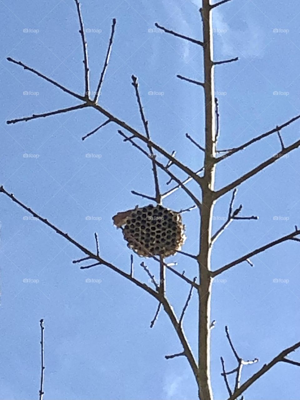 Abandoned red wasp’s nest found high above in a tree waiting for winter to be over! Hopefully they don’t come back!! 