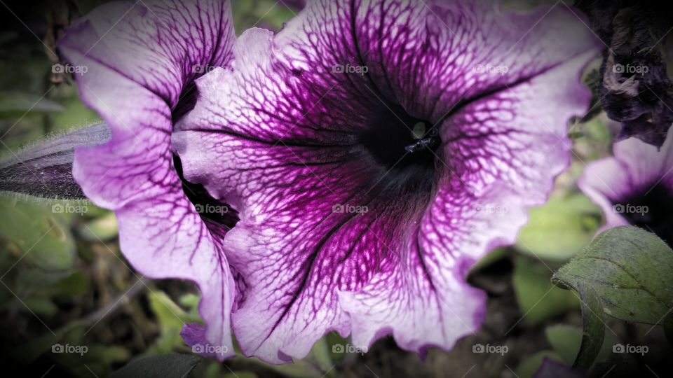 Nature. Purple Petunias