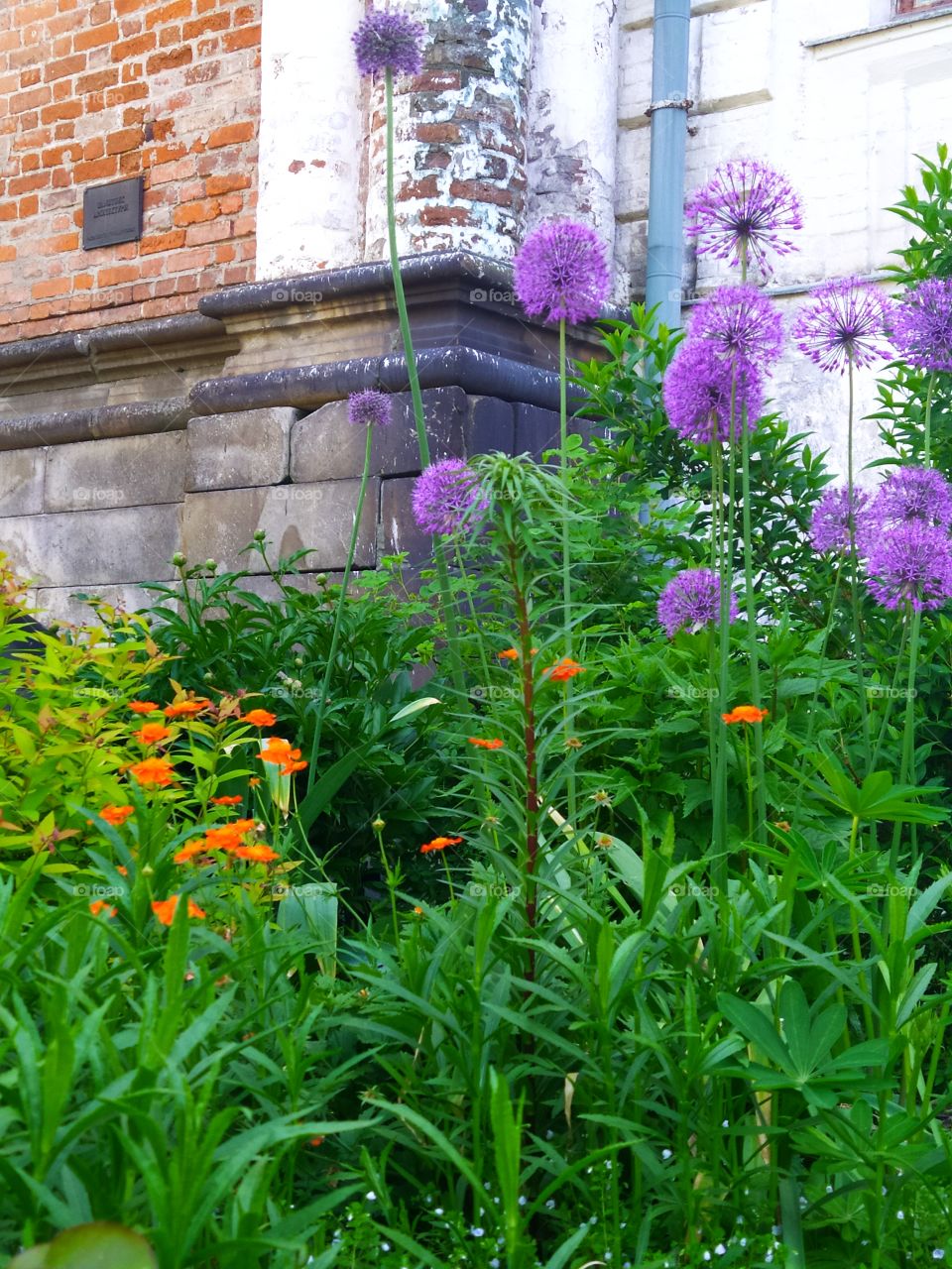 Multicolored flowers near an old brick wall