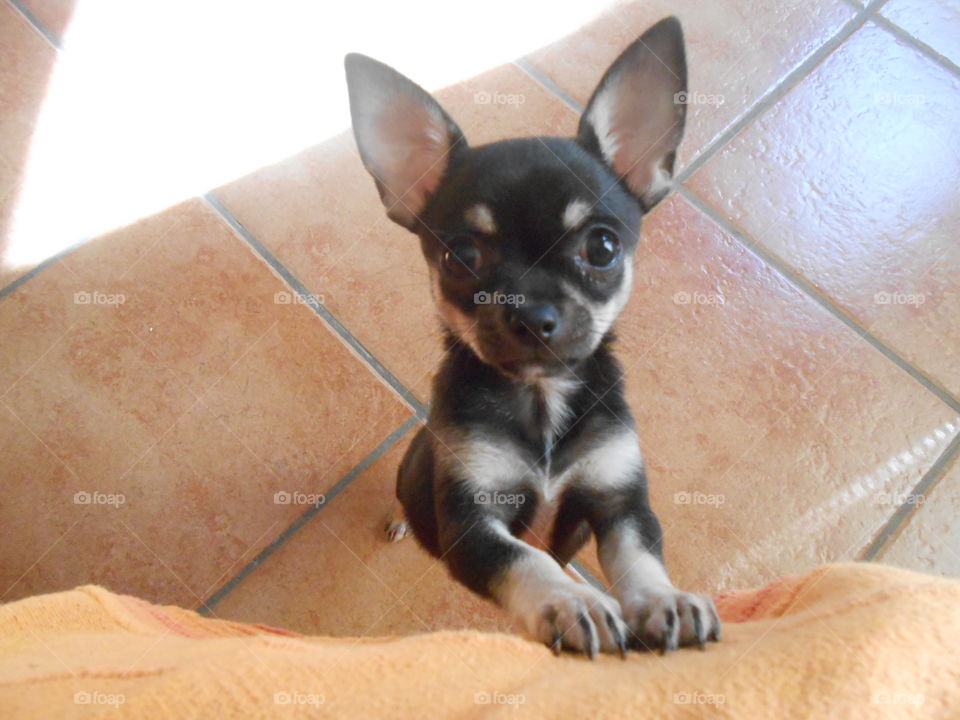 a baby chihuahua stand up for hug