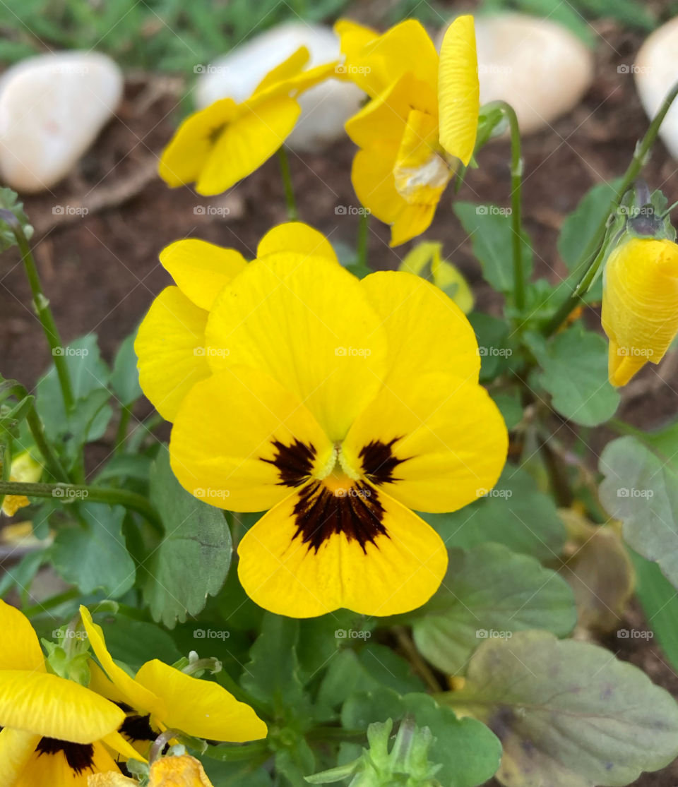 🌹 🇺🇸 Very beautiful flowers to brighten our day.  Live nature and its beauty. Did you like the delicate petals? / 🇧🇷 Flores muito bonitas para alegrar nosso dia. Viva a natureza e sua beleza. Gostaram das pétalas delicadas? 