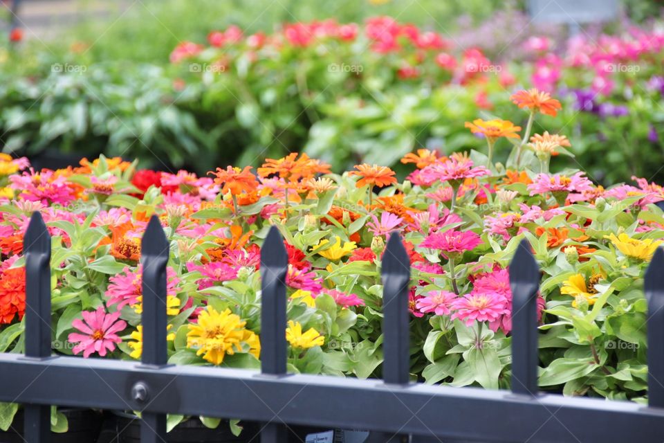 Flowers Behind the Dark Metal Fencing