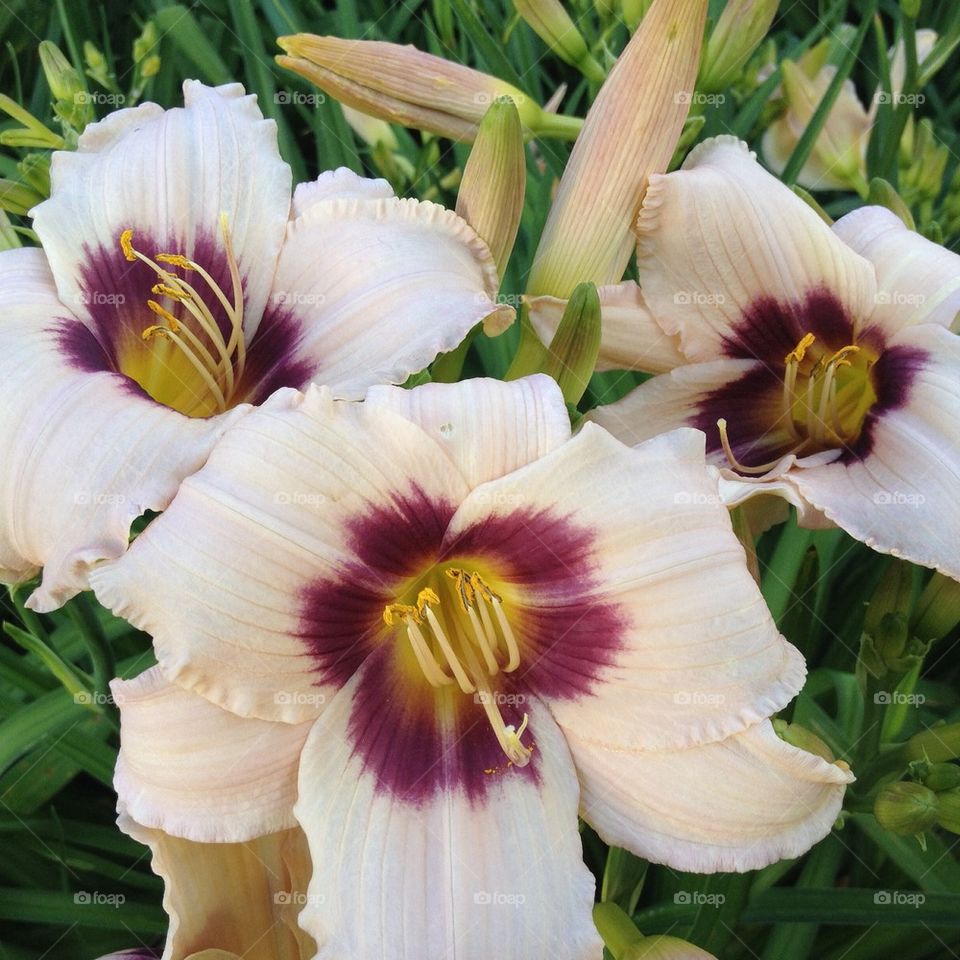 Daylily