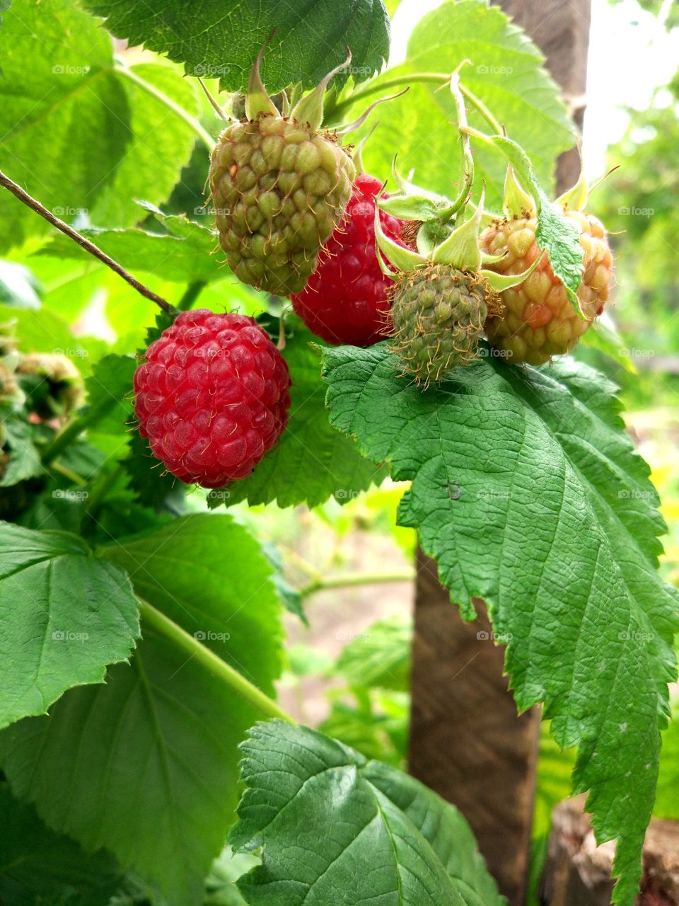 Raspberries on the tree with leafs