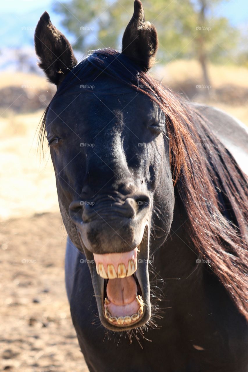 Wild mustang horse with mouth open 