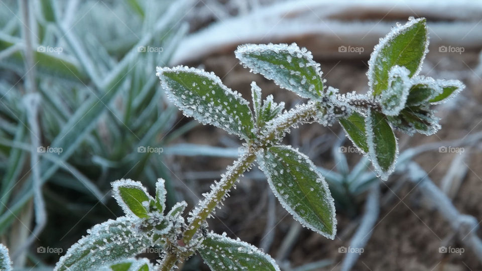 frost on vegetation