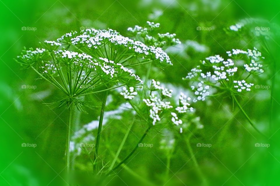 Wild White Flowers