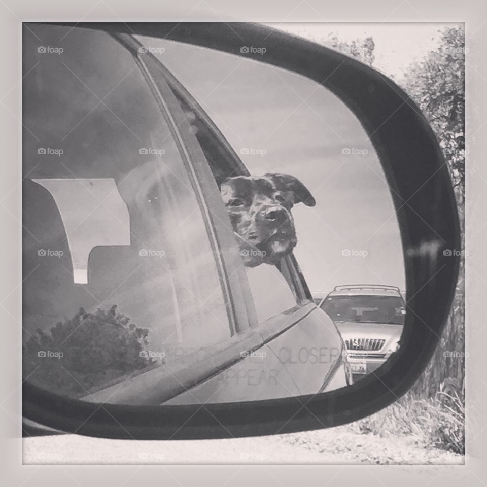 Head out the window. stuck in traffic didn't bother this dog