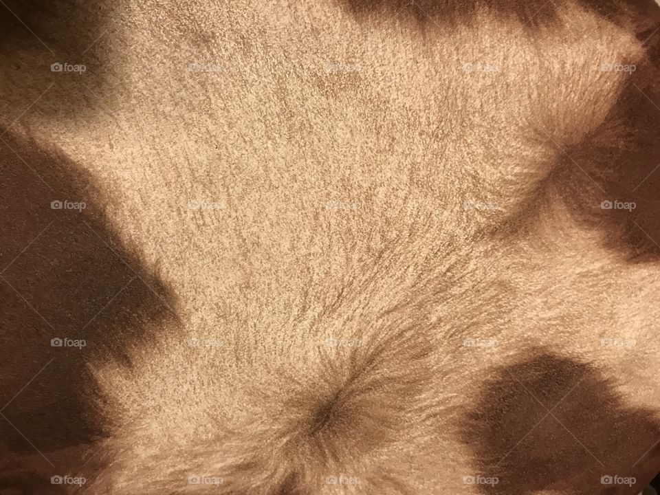 Cow Hide