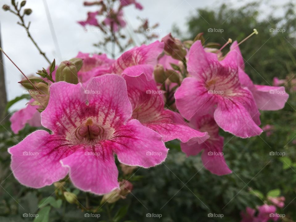 Pink flower.