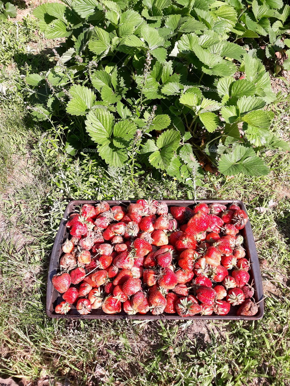 Strawberries straight from the vine