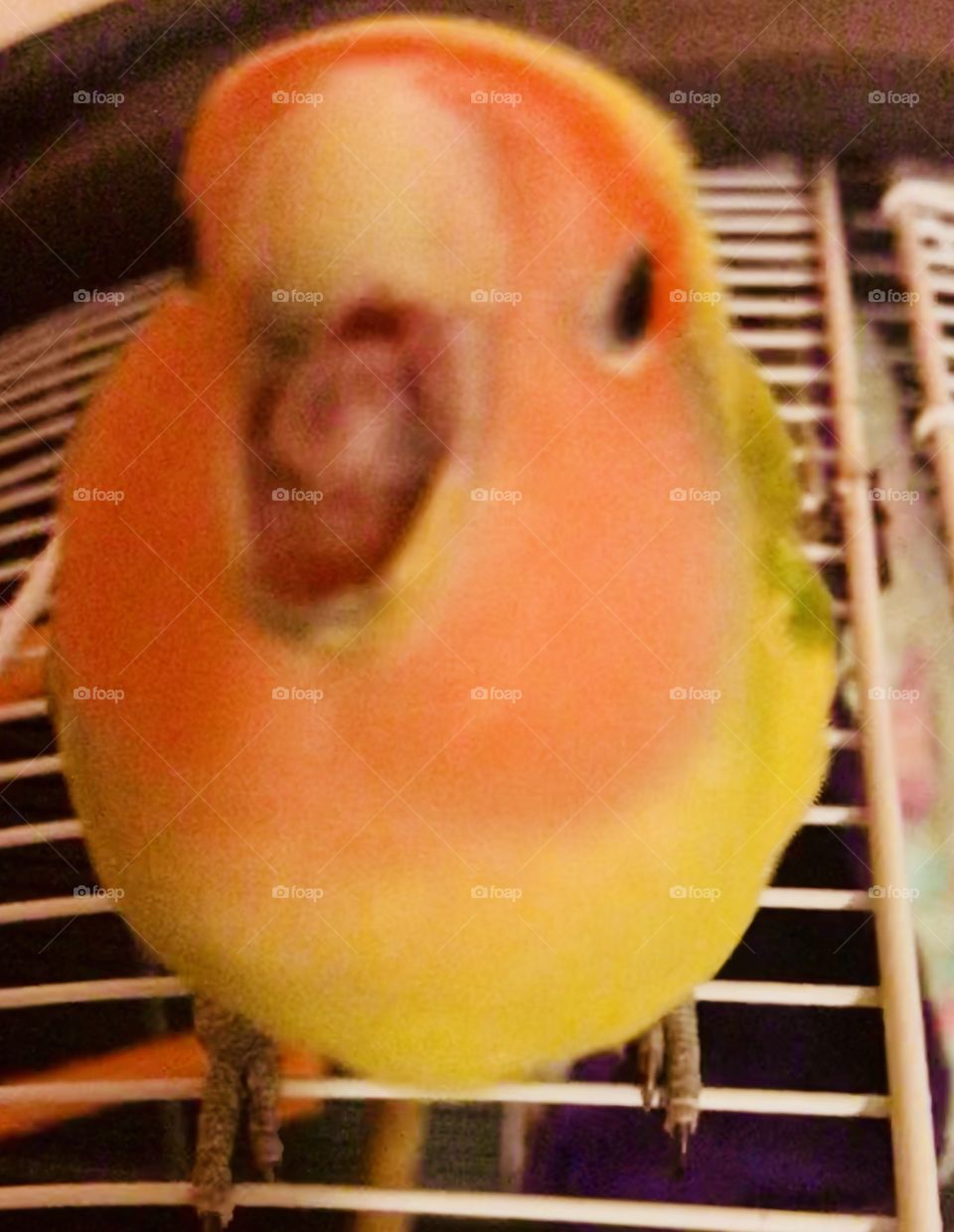Angry fat birb