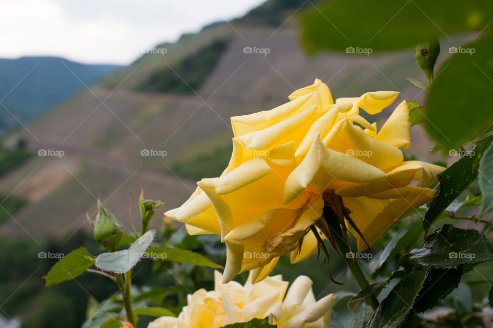 Yellow roses