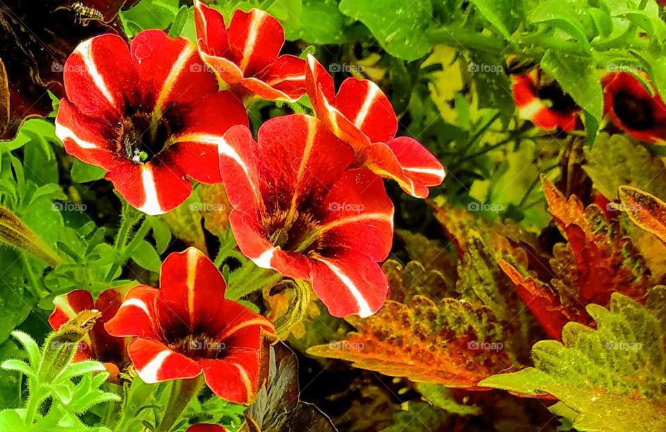 A cluster of small red and white striped petunias with red and green coleus