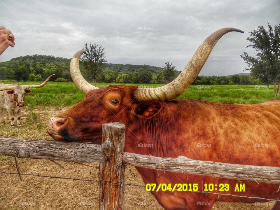 moo ve over. This is a picture of a Texas longhorn that resides at the wildcatter ranch resort located east of Graham Texas
