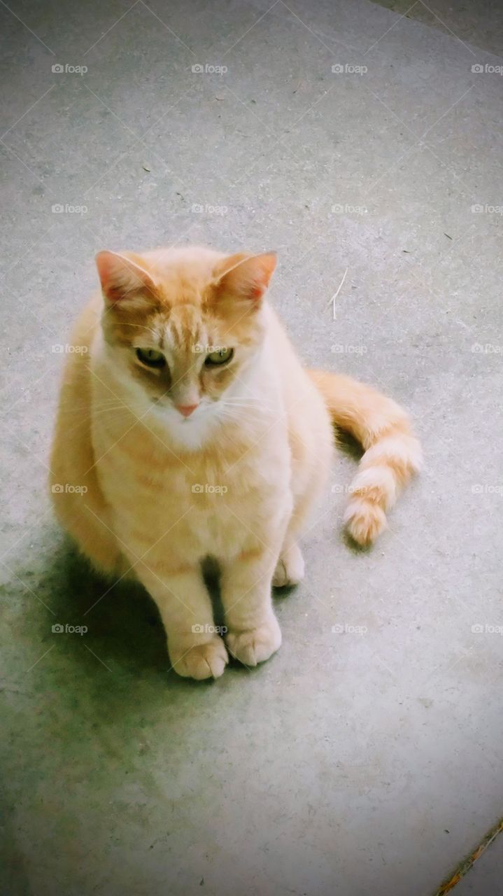 Orange tabby cat sitting