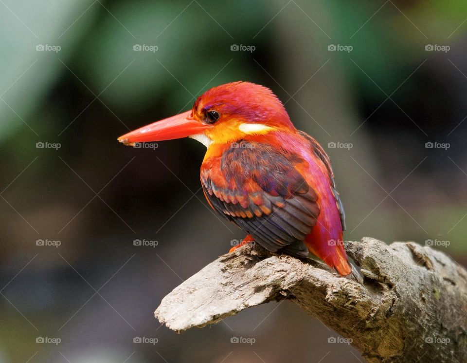 Beautiful and cute bird