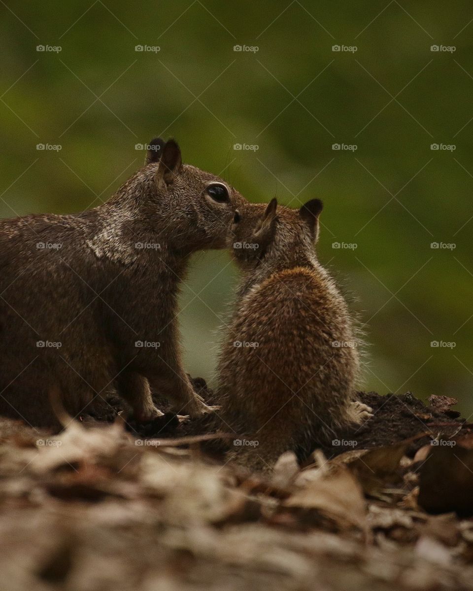 Mama and baby squirrel at the edge of the path