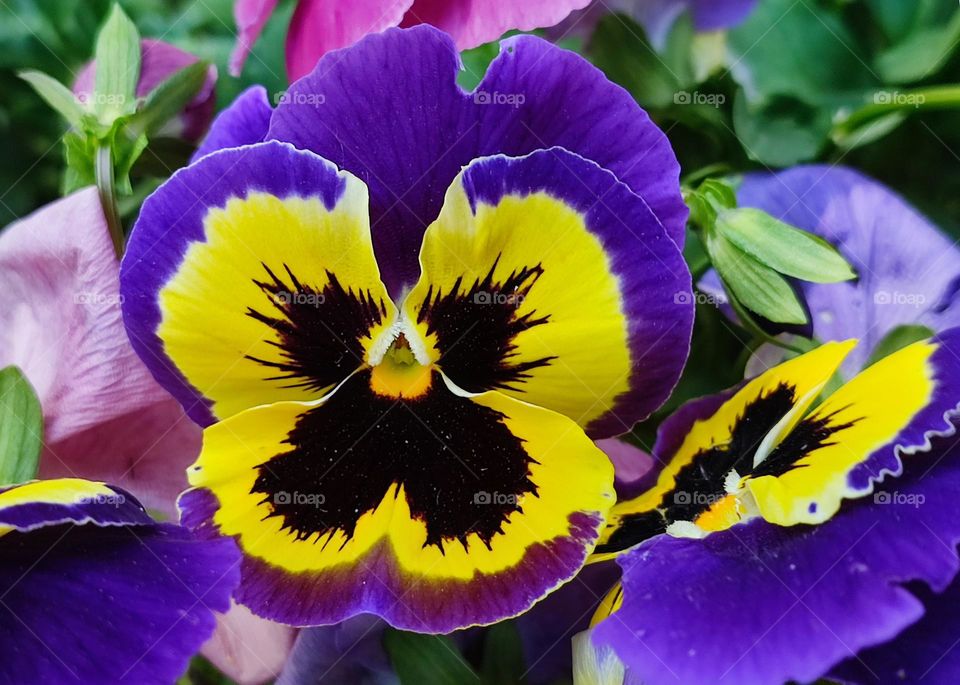 Complementary Colors, Flower