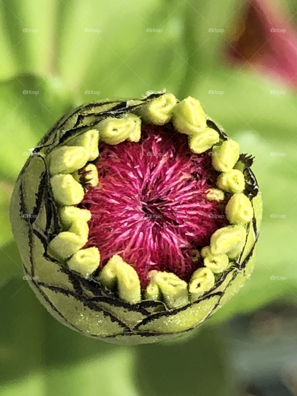 An unopened flower bud shows it’s fractal designs and poises on the brink of it’s bloom-