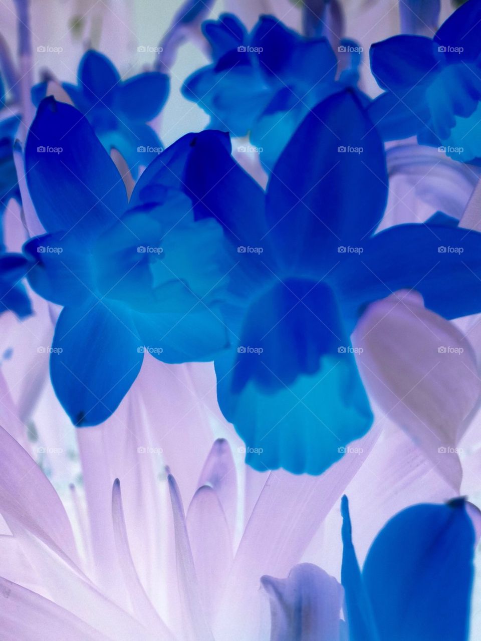 Blue daffodils