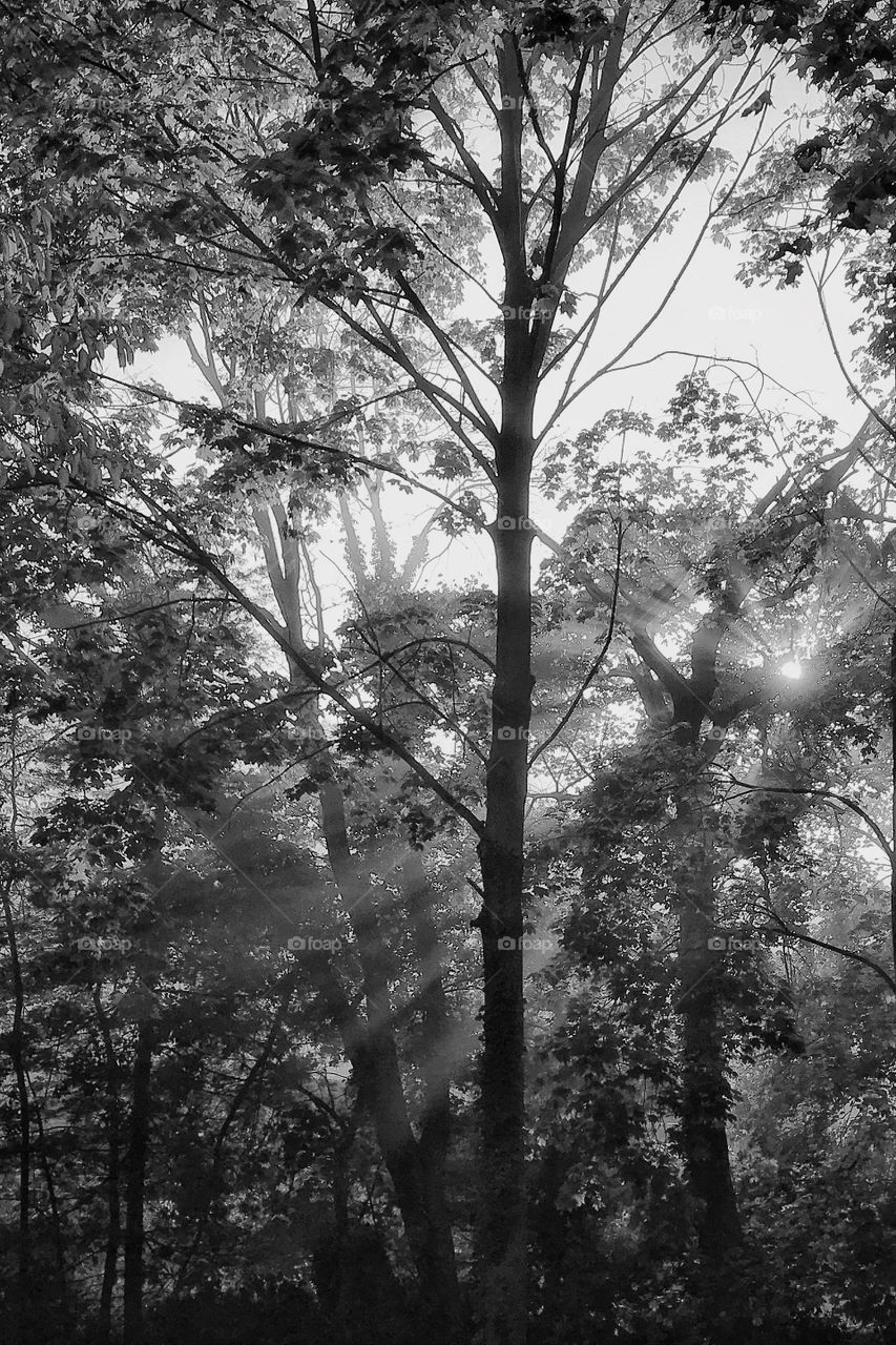 Black and white image of sunbeams through fog