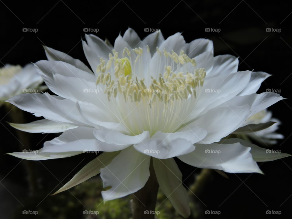 cactus flower