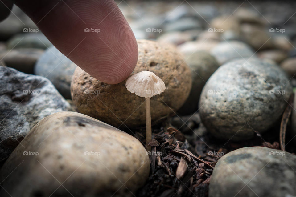 Finger touching tiny white mushroom