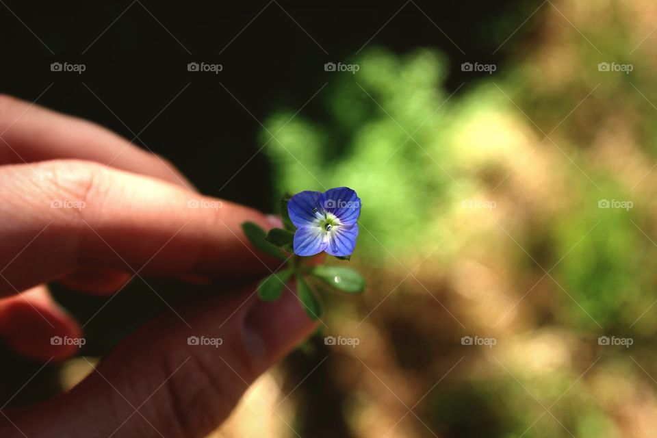 Holding a blue tiny flower