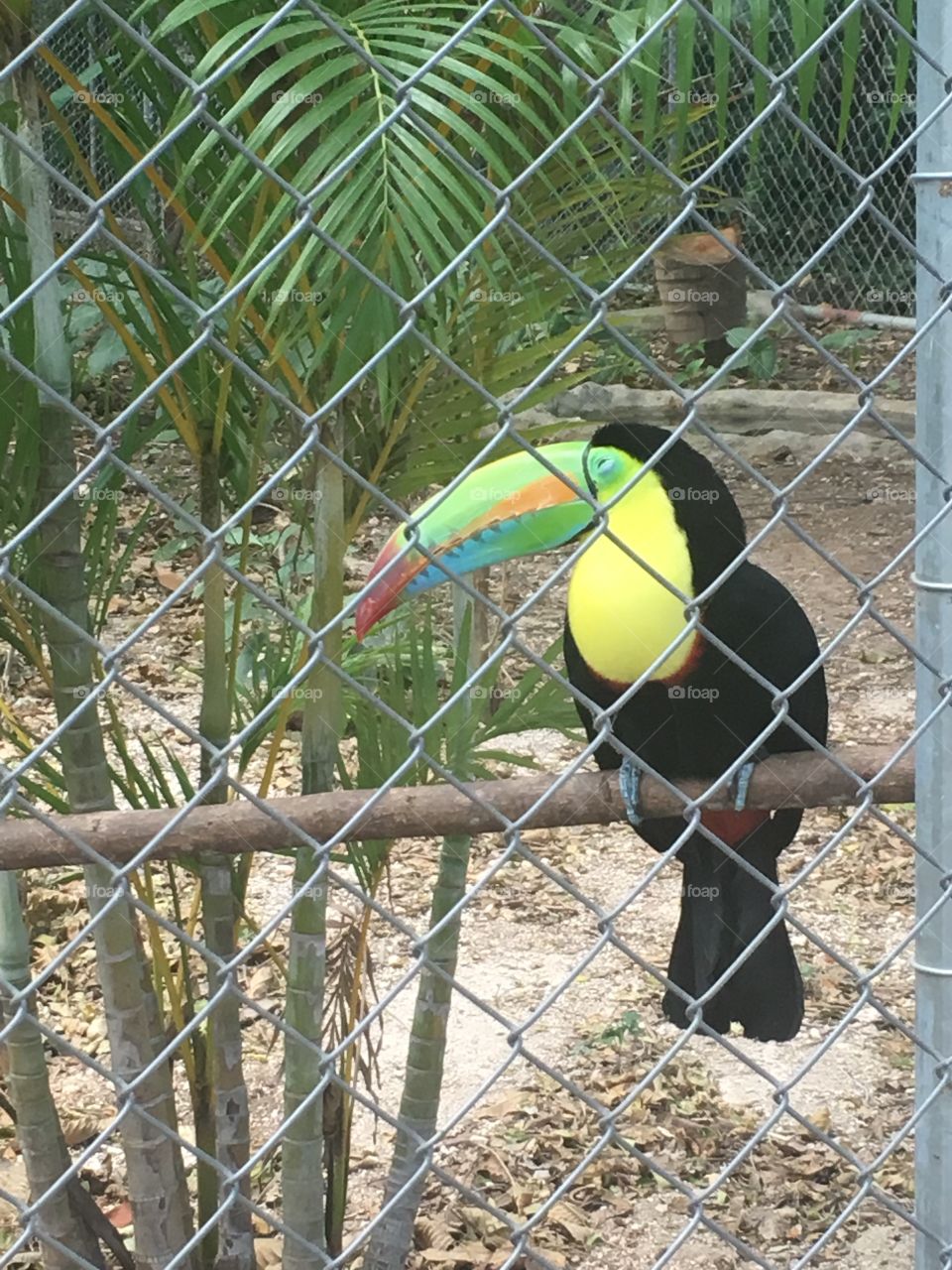 Toucan at an animal sanctuary 