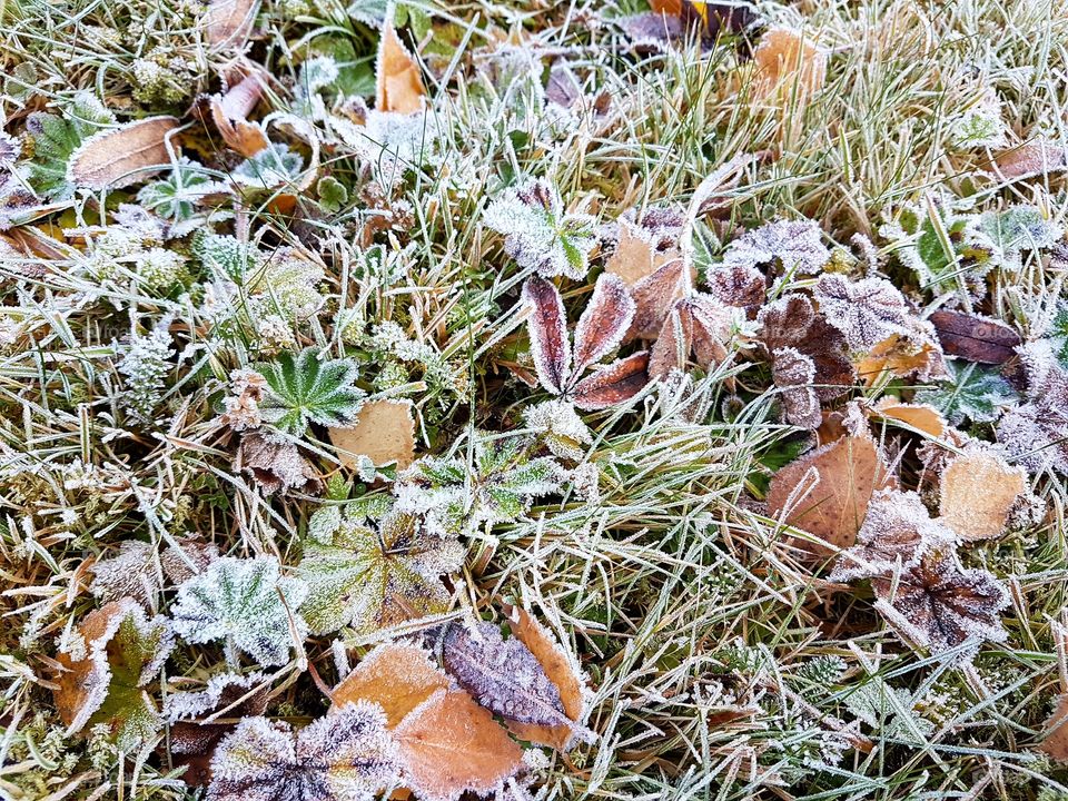 Frozen leaf