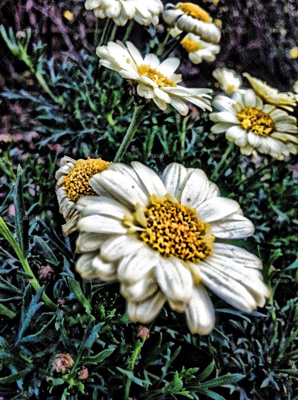 Yellow daisy