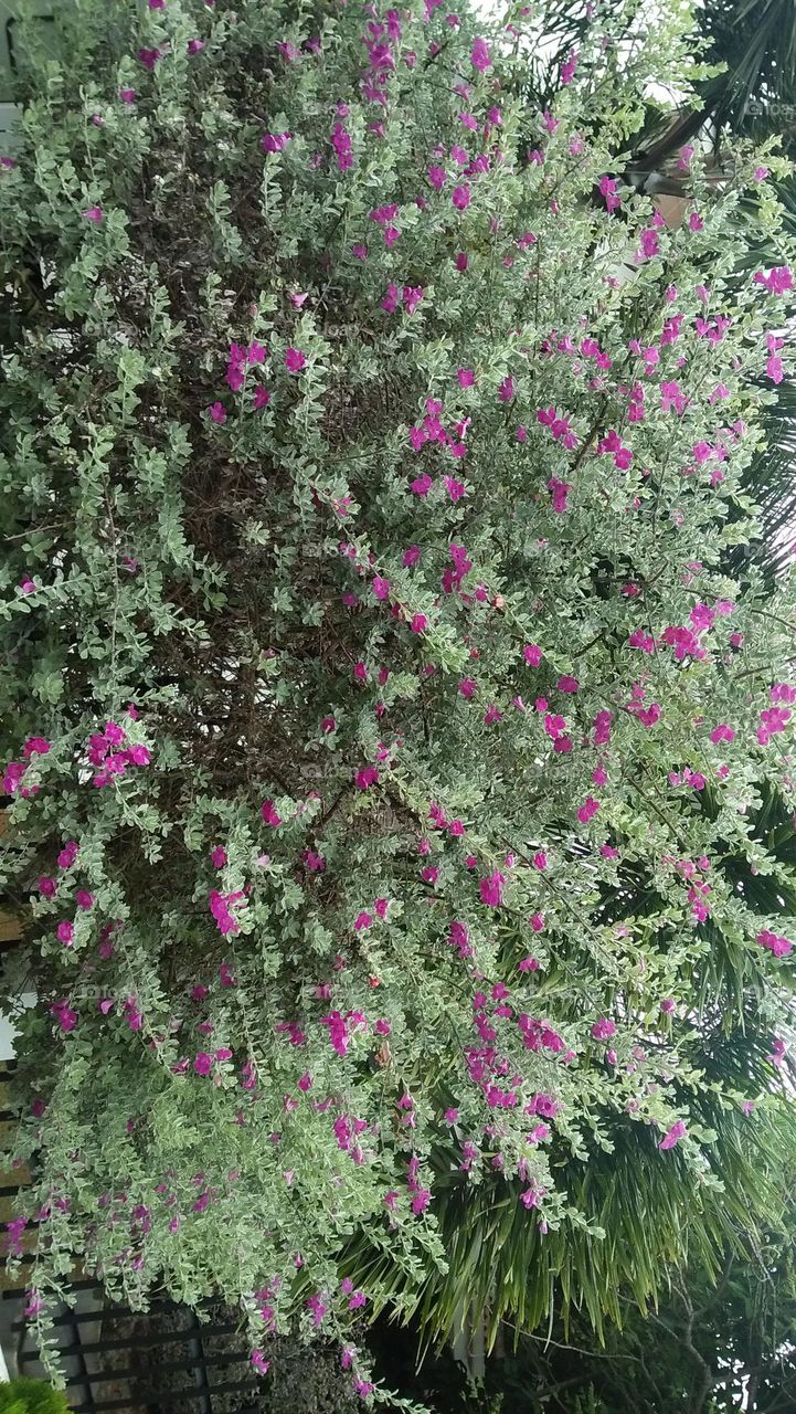 garden flowers