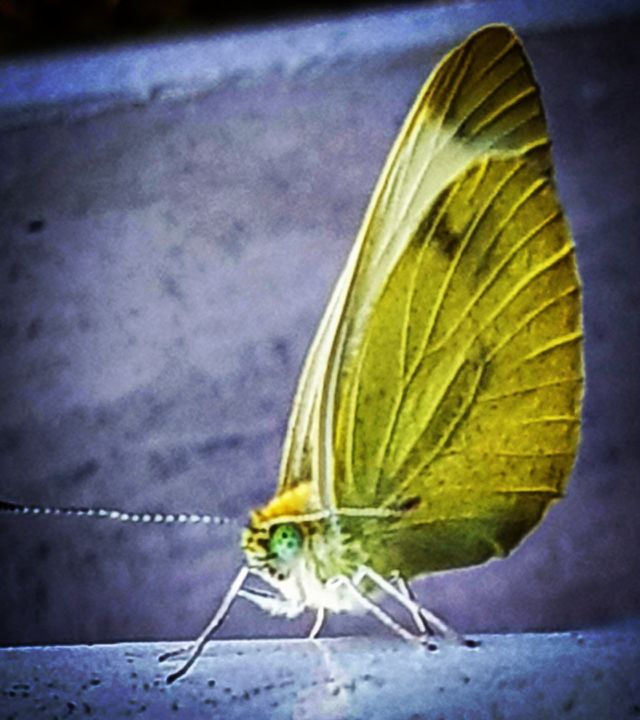 Schmetterling