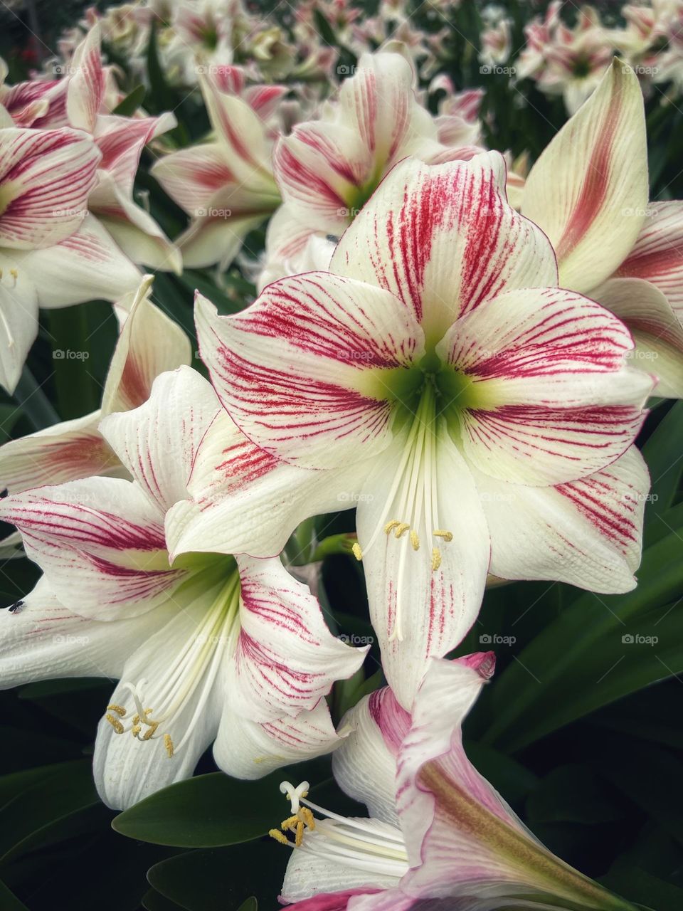 Amaryllis