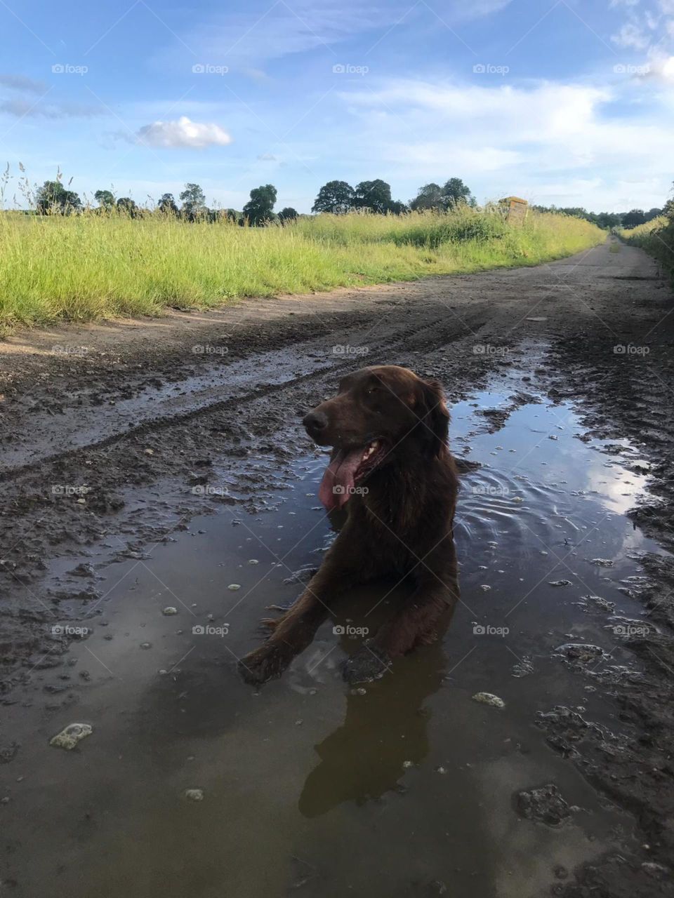 Flatcoat retriever loving a Cool down in a very muddy puddle. Lovely clean view beyond 