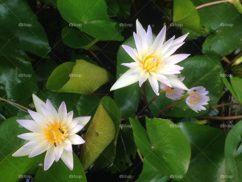 Blooming waterlilies in a pond on Bali. Beautiful white and pink peddels with yellow hearths. Bees getting nectar.