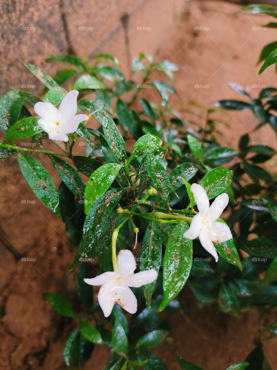 white flower in mansoon season