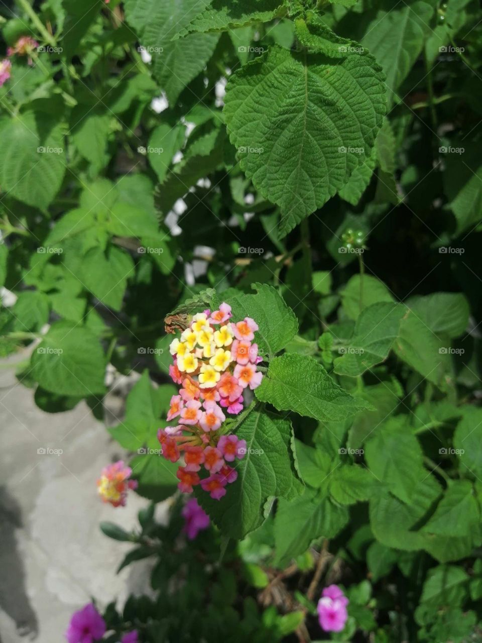 I don't know what it's called