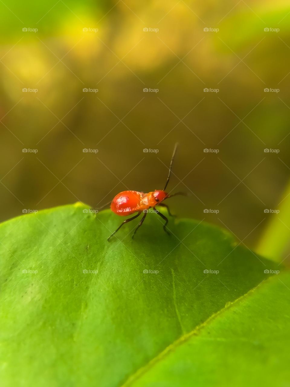 Insect on green leaf.