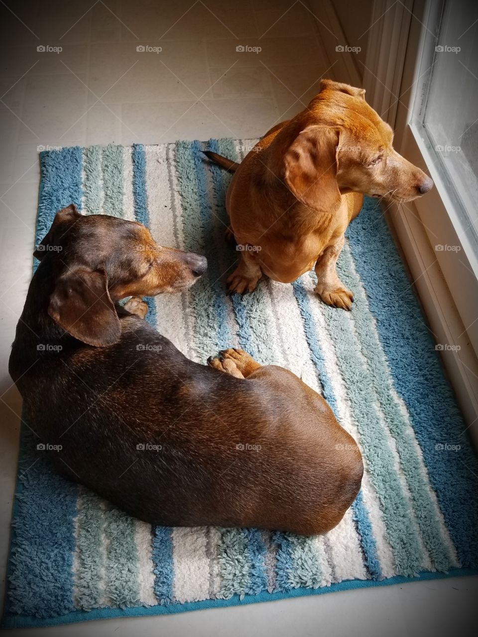 Dachshunds at the window