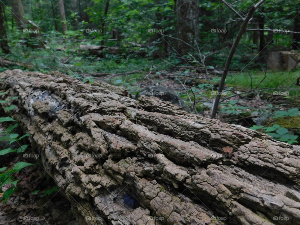 bark closely on fallen log in forest