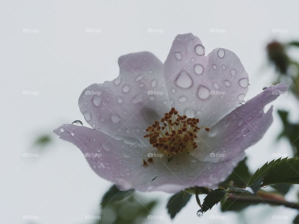 Close up of wet wild rose