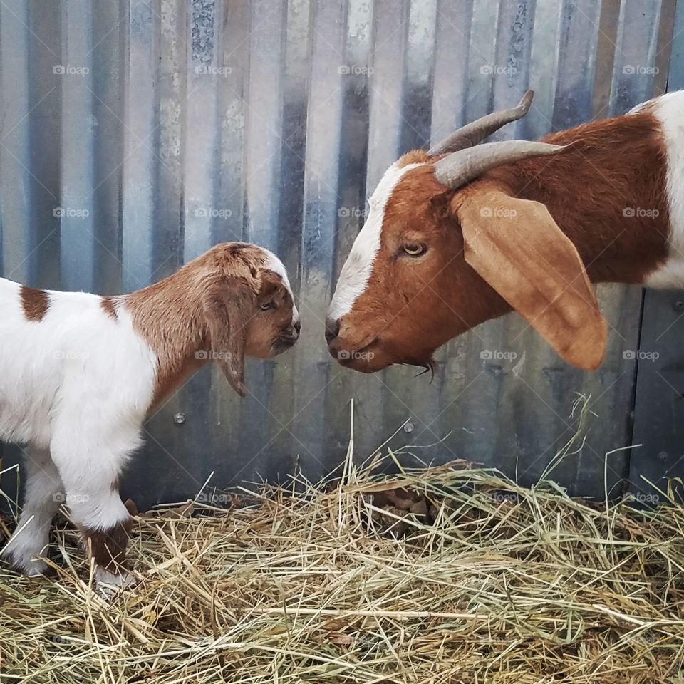 mama goat and baby goat