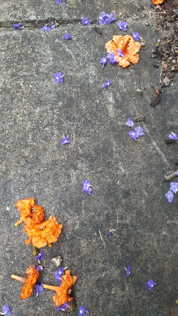 Flowers on the ground