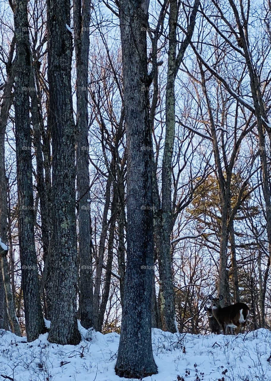 Mom and Baby Deer in Northeast Pennsylvania USA