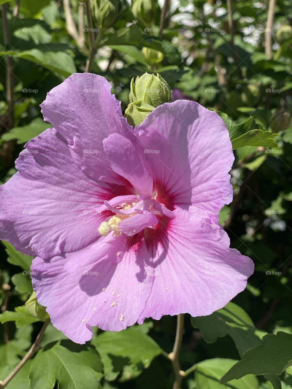 Beautiful pink flower 